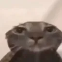 kitty