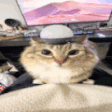 cat popo ggreflect