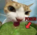 kitty poison .gg/kitty