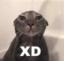 XD