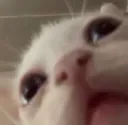 Wha