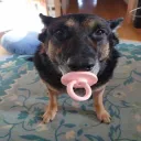 Hi