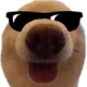 COOL_DOG