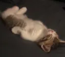 chat de end