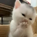 cat blush .gg/ekitten