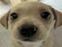 silly puppy