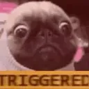 triggered pug
