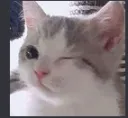 cat wink