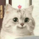 cat smile