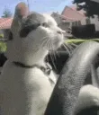 cat drive