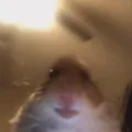 hamster wtf