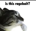 is this ragebait?