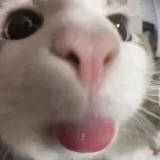 mlem mlem
