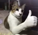 thumbs up cat