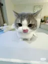 chat