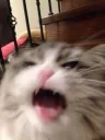 aaaaaaa