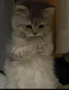 pipou