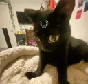 bug
