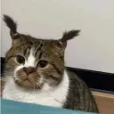 euh