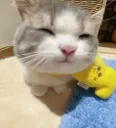 tewayn pipou