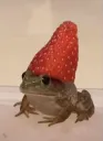 redcepecfrog
