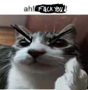 CatFuckYou