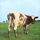 pink floyd cow