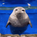 Seal yoshida