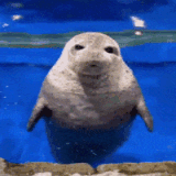 Seal yoshida