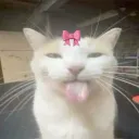 bowcat