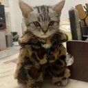 fur cat