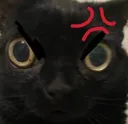 angrier cat gg/rxku