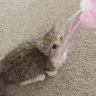 kitty playing