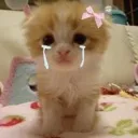 sad cat kitty