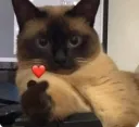 cat heart /elove