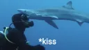 shark kiss /aquamarine