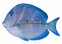 you're next fish /aquamarine