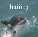shark hai /aquamarine
