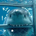 shark nom /aquamarine