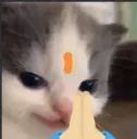 cat pray
