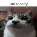 CatSorry
