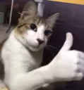 cat thumbs up