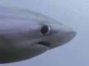 side eye shark /aquamarine