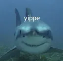 yippie shark /aquamarine