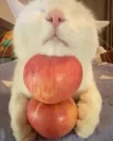 double apple cat