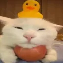 apple cat duck