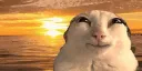 cat sunset