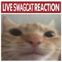Live swagcat reaction