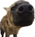 HyenaSniff