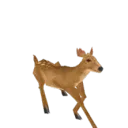 Deer hop